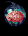 brain.gif (64704 octets)